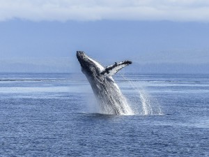 humpback-whale-436120_1280